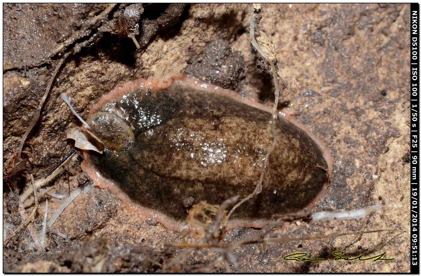 Testacella gestroi
